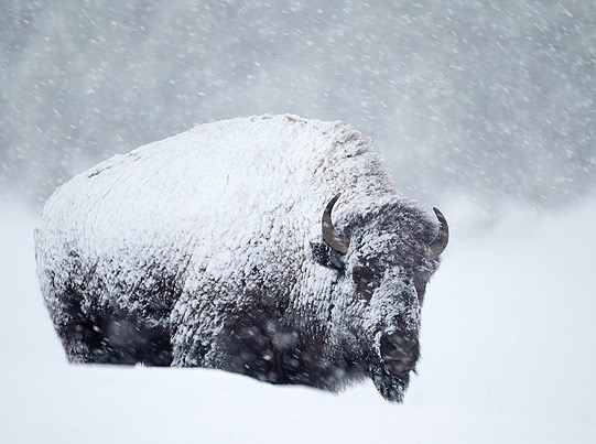 Bison in a Snowstorm 7