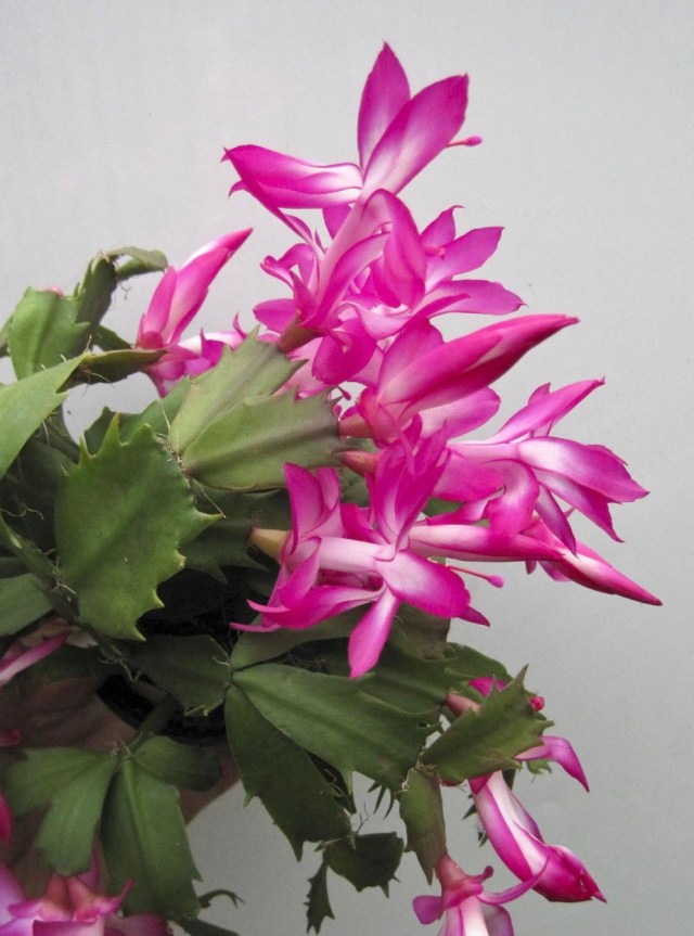 A960082C-768C-4CCB-8979-6FBE1656ECB3